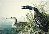 John James Audubon Canvas Paintings - Northern Diver(1)